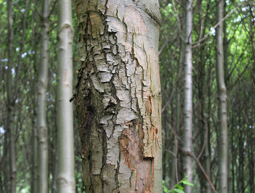 Kastanjekanker: Schadebeeld | © A. Charlier CRAW